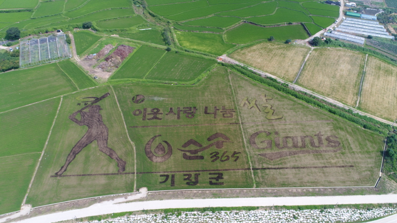 롯데, 올해도 이웃 사랑 나눔의 쌀 재배